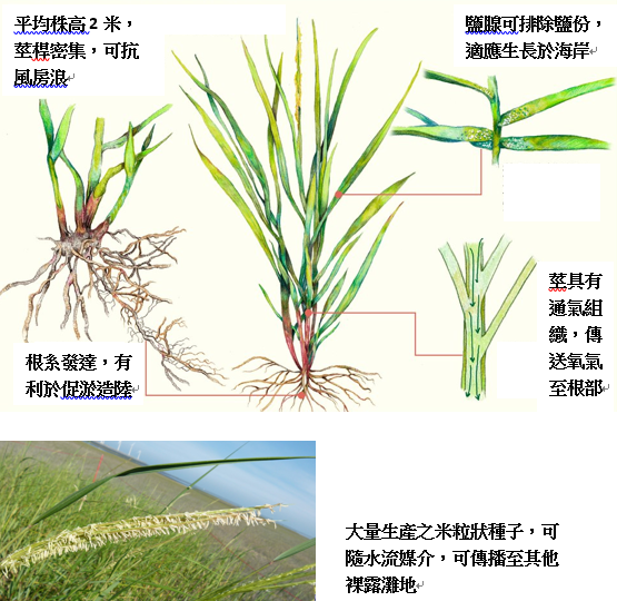 圖4 互花米草所具之特殊外觀特性及其功能