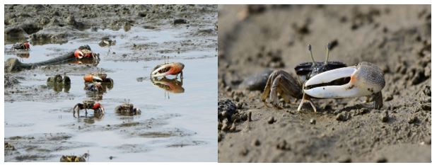 圖6濕地生物-弧邊招潮蟹(左)、臺灣旱招潮(右)