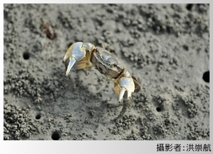 臺灣厚蟹