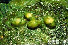 1999年翁義聰與王建平等人，曾於新浮崙汕的內海採得貝類─日本酥豆蛤