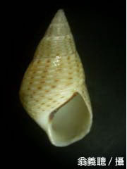 黑口玉黍螺