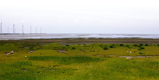 Gaomei Important Wetland