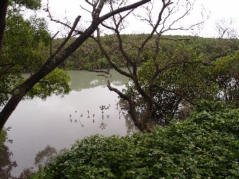 淡水河紅樹林濕地