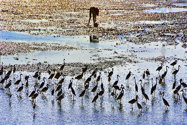 Cigu Salt Pan Important Wetland
