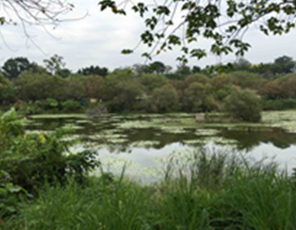 Niaosong Wetland