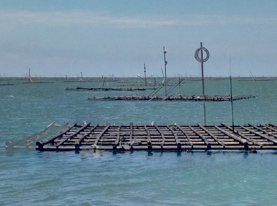 潟湖內的牡蠣浮棚養殖