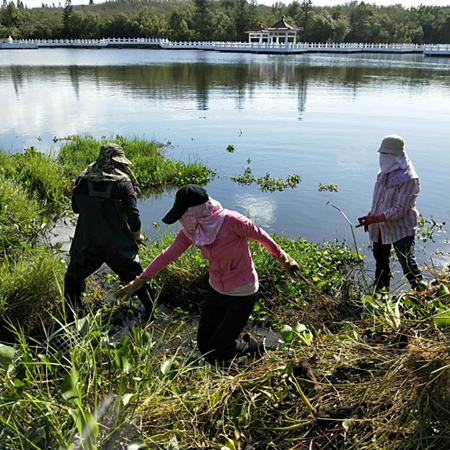 Common water hyacinths were removed to create a clean environment.