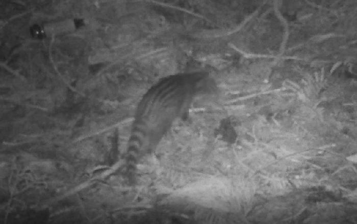 Civet Cat (taken by infrared camera)