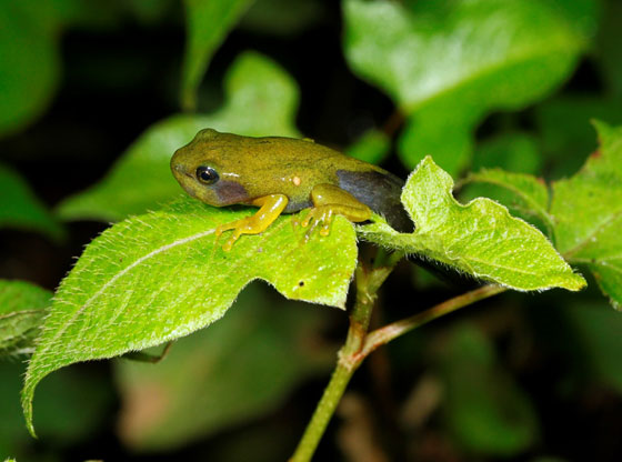 Moltrechti’s Green Treefrog