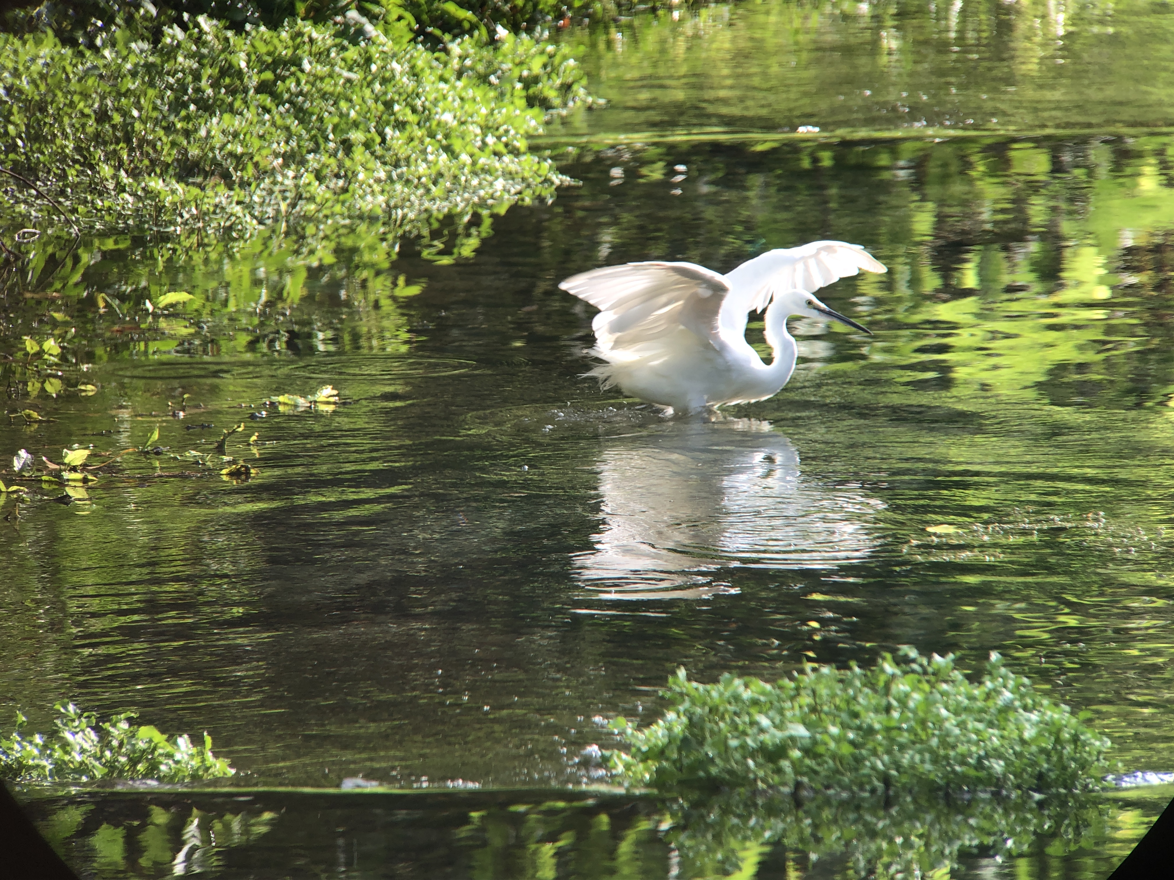 小白鷺(范力仁拍攝)(照片來源：110-111年度馬太鞍重要濕地(國家級)推動自主營造濕地友善環境計畫)