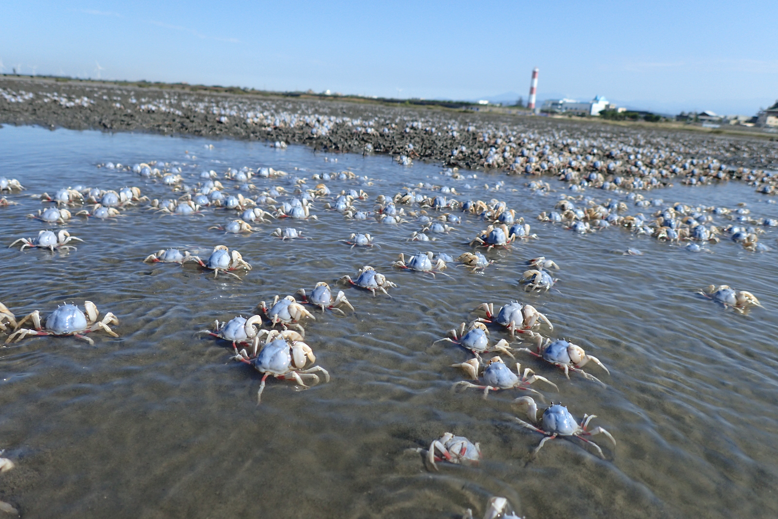 在灘地上成群遊走的短指和尚蟹(照片來源：110-111年度高美重要濕地（國家級）基礎生態調查及分析計畫)