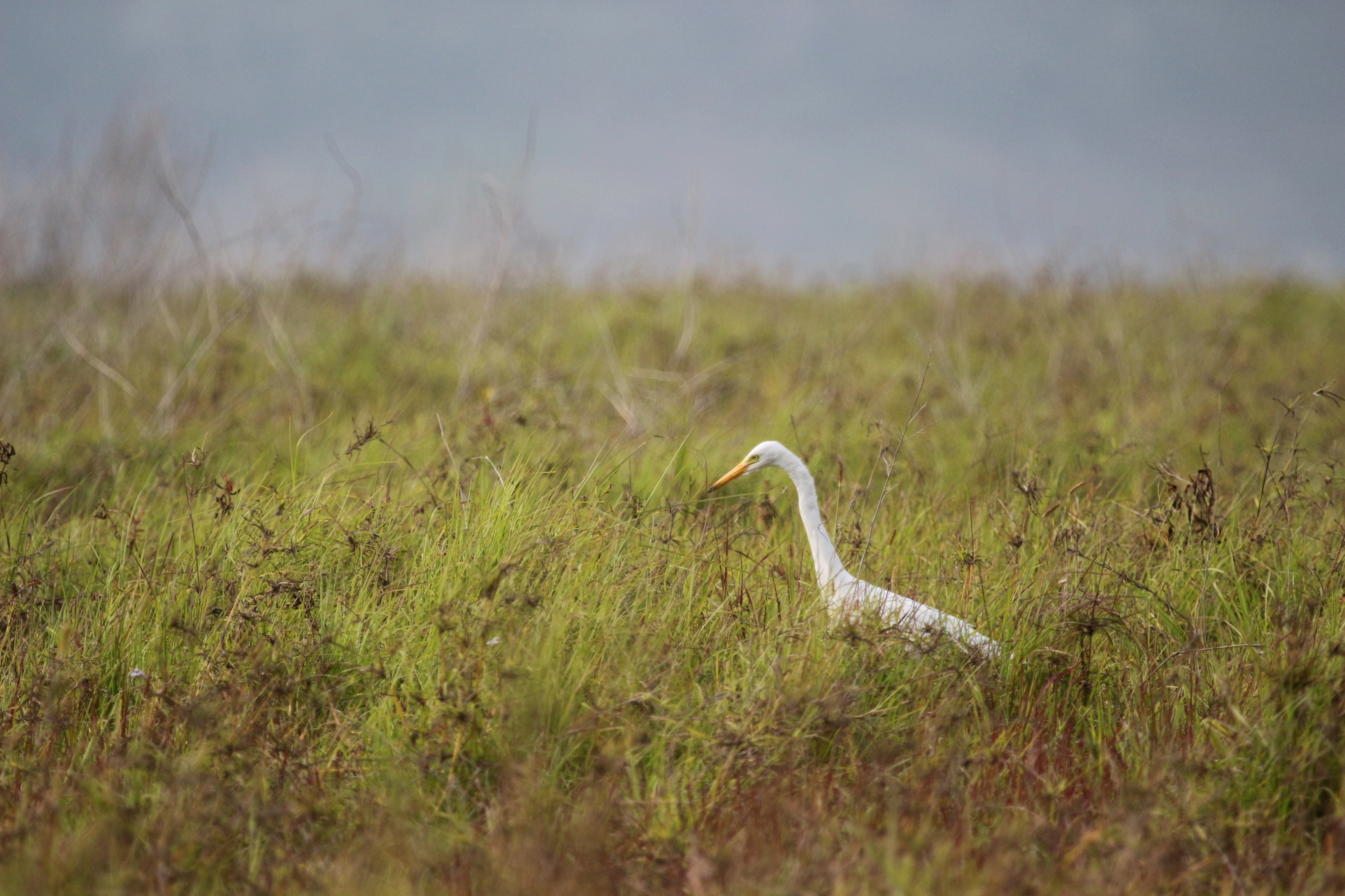 中白鷺(照片來源：108-109年度高美重要濕地(國家級)保育利用計畫工作項目計畫)