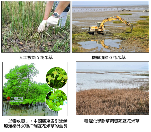 圖5 傳統用於清除互花米草的方式，將會造成海岸濕地棲地的二次傷害