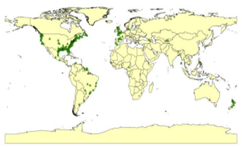 圖片1 全球米草屬鹽沼植物分布圖