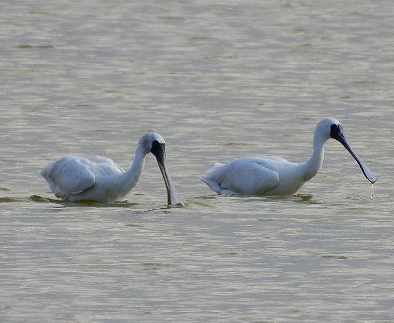 Bird watching station commentary-Black-faced Spoonbill