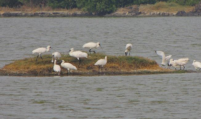 Bird in Yongan Important Wetland-Black-faced Spoonbill (Provided by Yongan Wetland Ecological Education Center Facebook ...