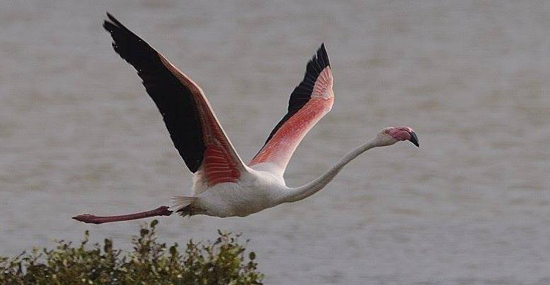 Birds in Yongan Important Wetland- Greater flamingo (Provided by Yongan Wetland Ecological Education Center Facebook tak...