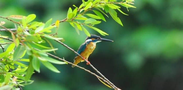 Birds in Yongan Important Wetland- Common Kingfisher(Provided by Yongan Wetland Ecological Education Center Facebook tak...