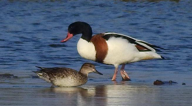 Birds in Yongan Important Wetland- Common Shelduck (Provided by Yongan Wetland Ecological Education Center Facebook take...