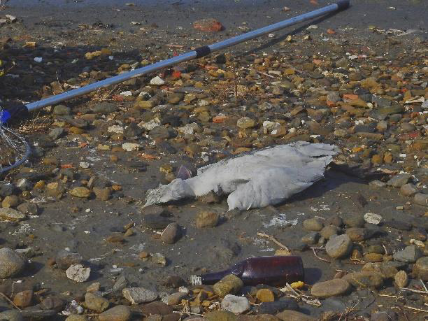 Station personnel found dead Black-faced spoonbill (photo taken on 2018/03/19)