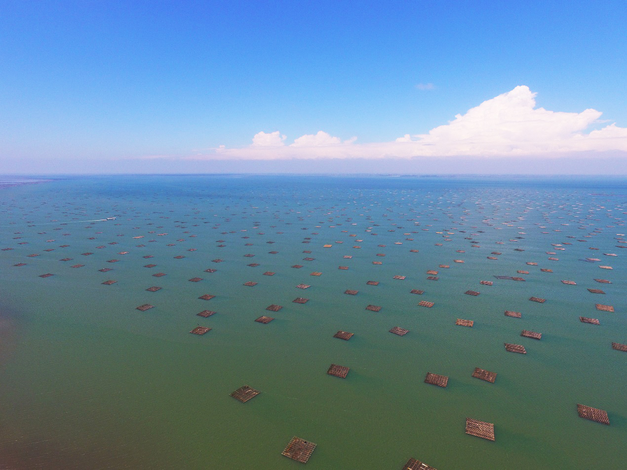 潟湖內浮棚式牡蠣養殖