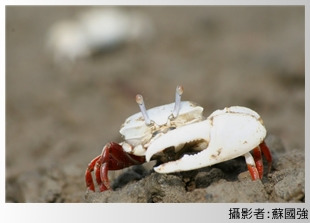 白扇招潮蟹