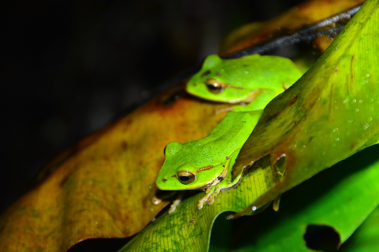 翡翠樹蛙(照片來源：109-110年度雙連埤重要濕地（國家級）生態、水質、水文、濕地環境教育及社區參與計畫)