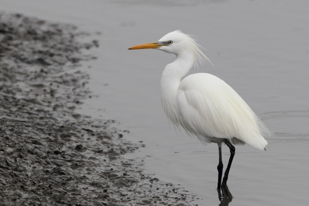 Chinese Egret│Photo by 趙偉凱